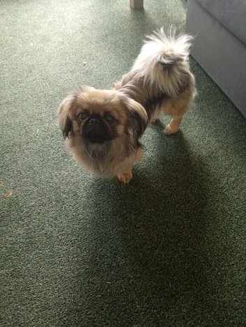 Pekingses little boy