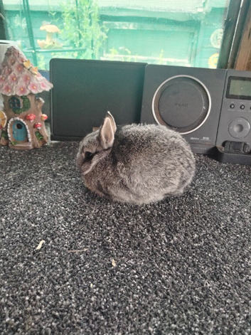 Baby chinchilla