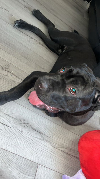 Male cane corso