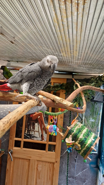 Afican grey tame