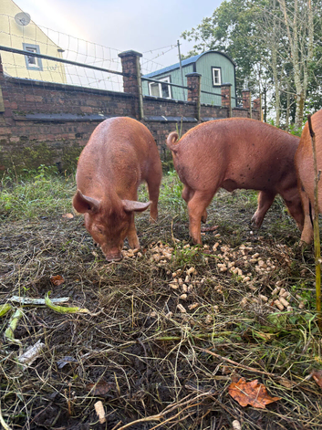 Tamworth X piglet for sale