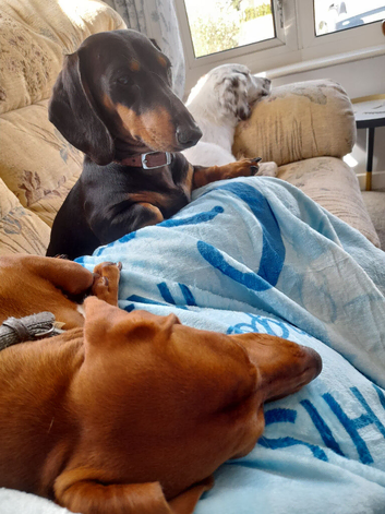 Mini dachshund