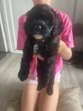 Cavapoos for sale