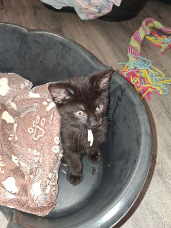 Last boy kitten