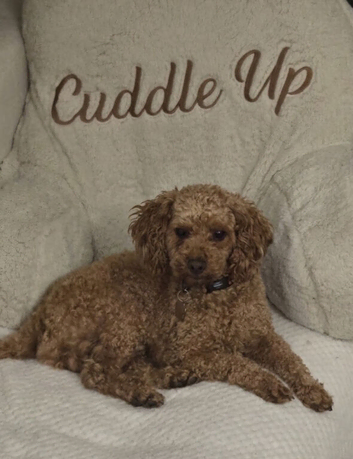 Toy poodle male for sale