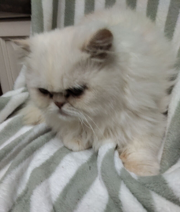 Persian kitten