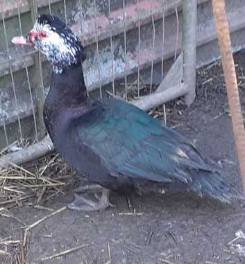 Muscovy  drakes