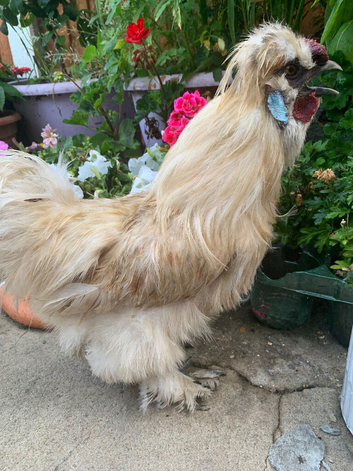 Trio silkie