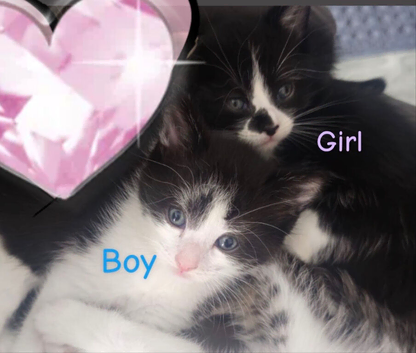 Kittens for sale
