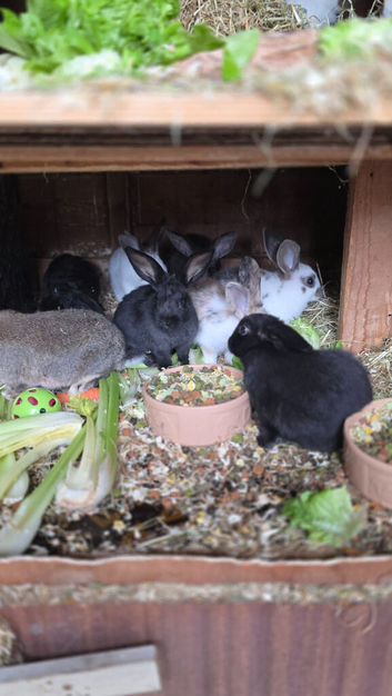 Rabbits