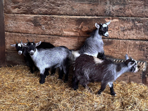Pygmy Goat Nannies