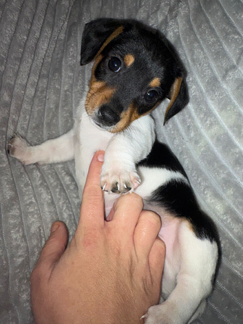 Beautiful Jackk Russell puppies for sale