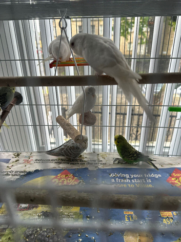 Budgies albinos litino handtame breeding pairs etc