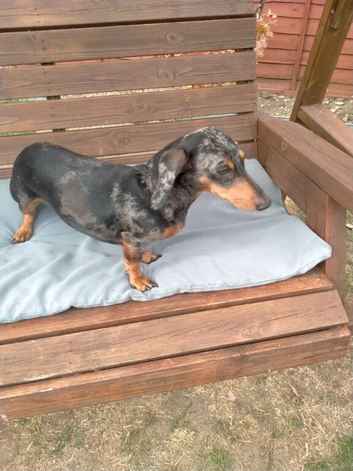 Beautiful Adult Dapple Miniature Dachshund