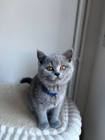 1 Male Available Ready to leave !