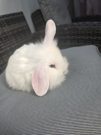 Lionhead/teddy