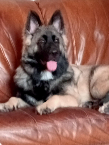 Looking for spayed gsd female