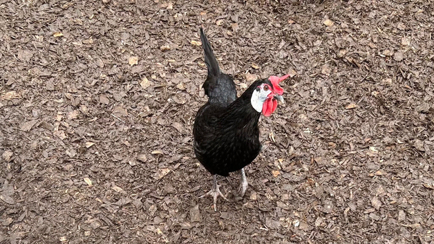 18 x White faced Spanish Hatching Eggs