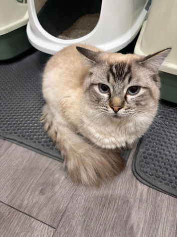 Male Ragdoll