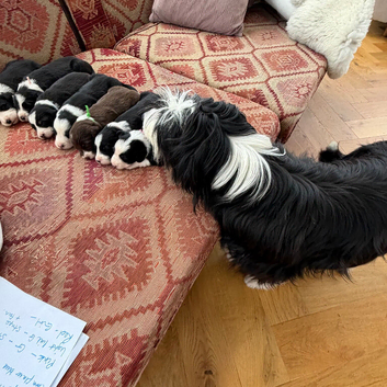 Beautiful Bearded Collie puppies