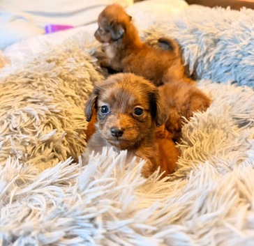 Pomeranian cross chihuahua puppies