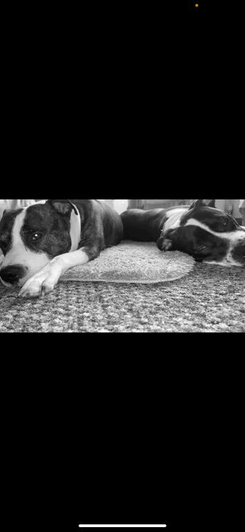 Dogs for rehoming