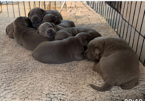 Furbabyz
