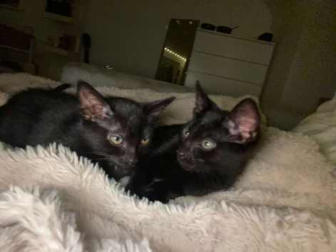 5 fluffy black kittens fpr sale - 2 left