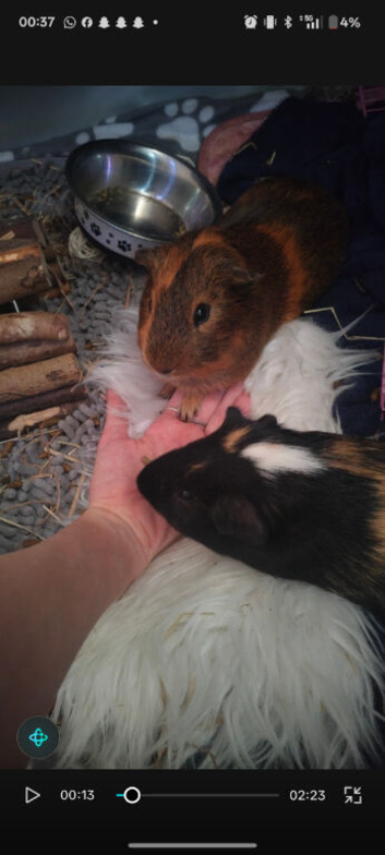 Beautiful bonded male guinea pig brothers looking for their forever home ️