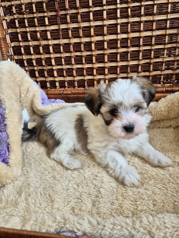 Only 1 puppy left Maltese & Lhasa-apso puppies