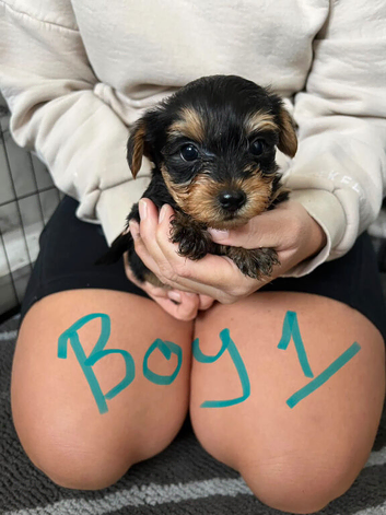 Yorkshire terrier puppies