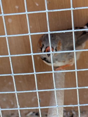 2 Zebra Finches