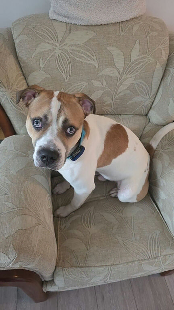 Bolt