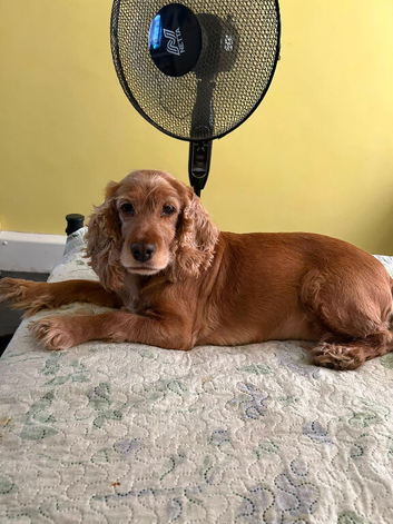 Cocker spaniel