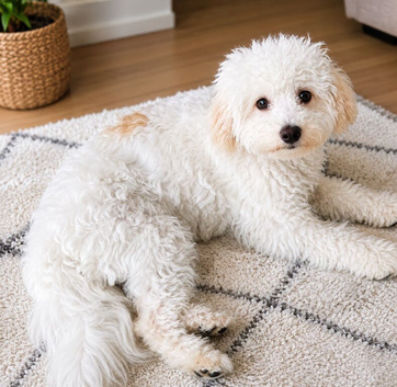 Beautiful Maltipoo Girl Looking For A Loving Home