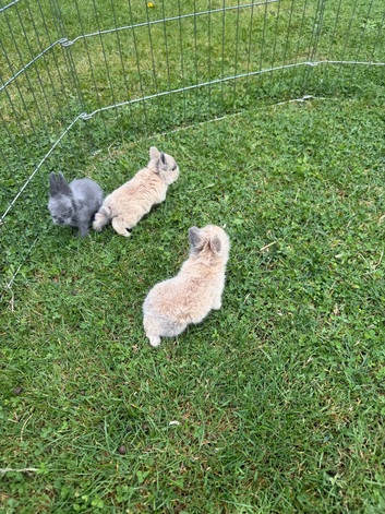 Baby Rabbits