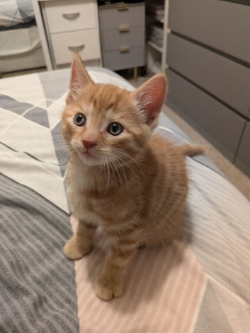 Last gorgeous ginger boy available 8 weeks