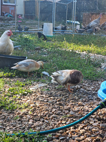 Call duck pair butterscotch