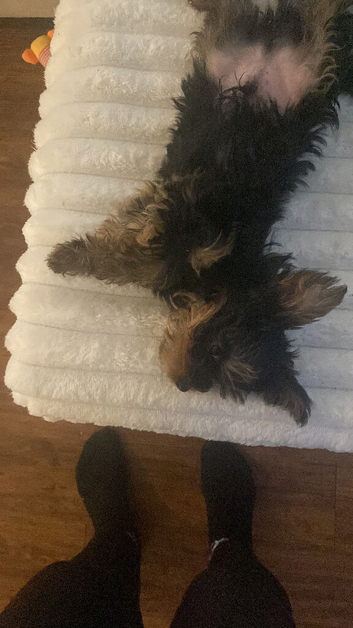 Yorkie pup