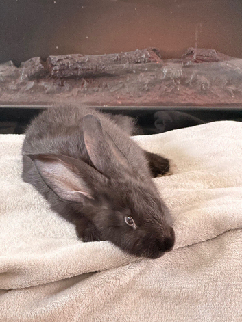 Beautiful female looking for a home