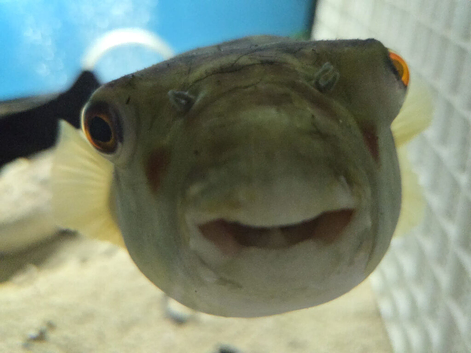 One cross river pufferfish