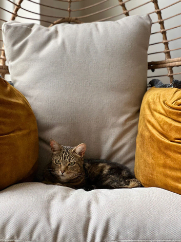 Brown Tabby - Roxie
