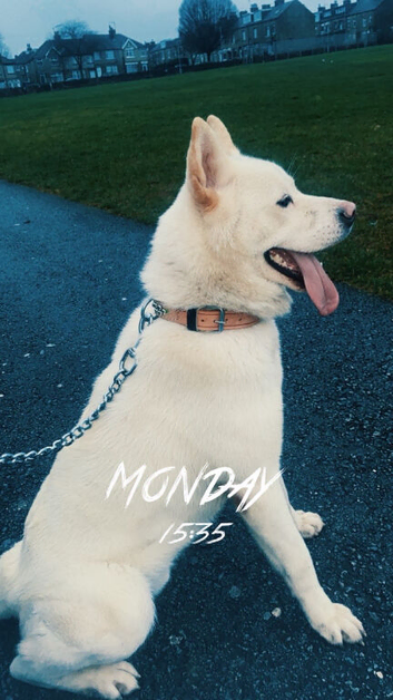White Japanese akita