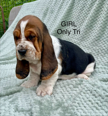 Beautiful KC reg Bassett Hound Puppies