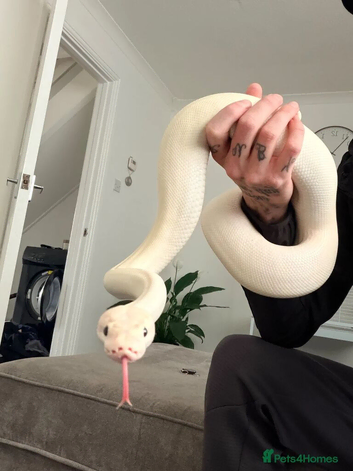 Ivory Enchi Ball Python
