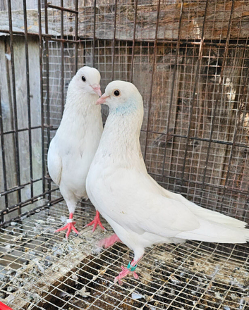 White tumbler pigeons for sale