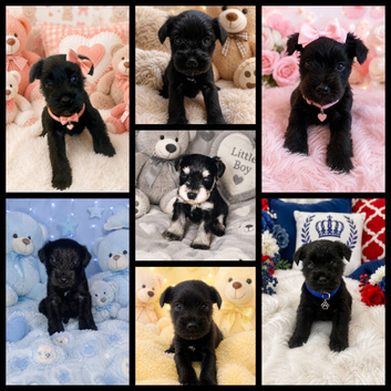 Miniature schnauzer puppies