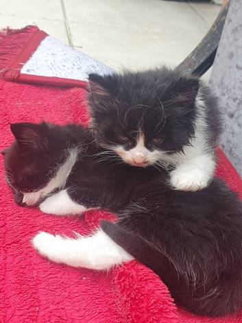Bombay mixed kittens