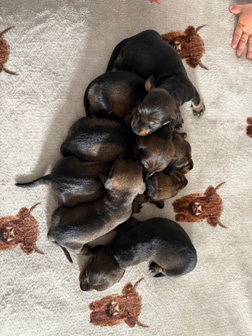Teckel puppies