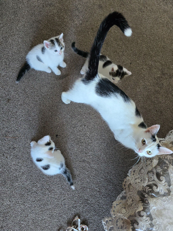 Adorable 9-Week-Old Kittens Looking for Loving Homes